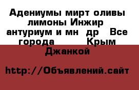 Адениумы,мирт,оливы,лимоны,Инжир, антуриум и мн .др - Все города  »    . Крым,Джанкой